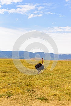 Ostrich bird in the Ngorongoro crater National Park. Safari Tours in Savannah of Africa. Beautiful wildlife in Tanzania, Africa