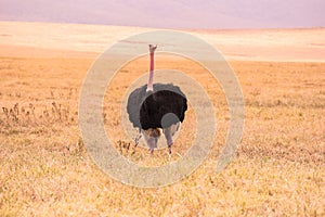 Ostrich bird in the Ngorongoro crater National Park. Safari Tours in Savannah of Africa. Beautiful wildlife in Tanzania, Africa