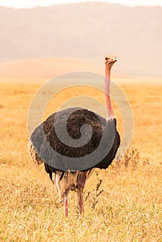 Ostrich bird in the Ngorongoro crater National Park. Safari Tours in Savannah of Africa. Beautiful wildlife in Tanzania, Africa