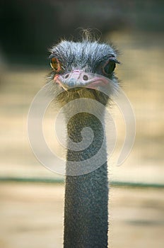 Ostrich bird summer view Beek photo