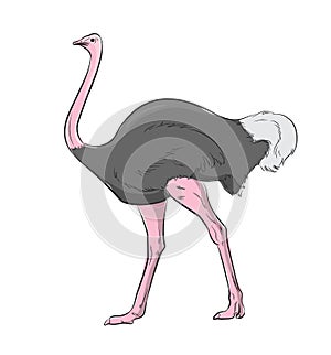 Ostrich Bird Vector Illustration