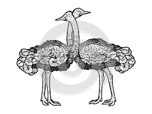 Ostrich birds love couple hug sketch vector