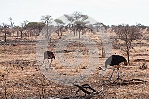 Ostrich birds with youngsters