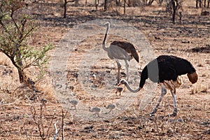 Ostrich birds with youngsters photo