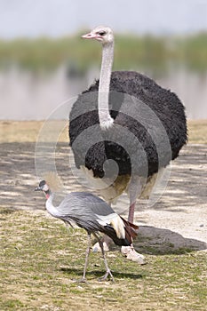 Ostrich and Black Crowned Crane