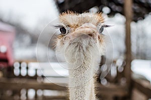 Ostrich