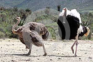 Ostrich Breeding Pair