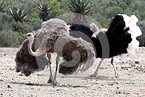 Ostrich Breeding Pair