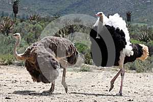 Ostrich Breeding Pair