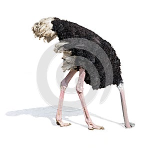 Ostrich burying head in sand ignoring problems photo