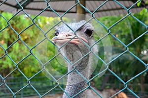 A ostrich in cage
