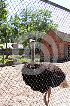 The ostrich in the cage