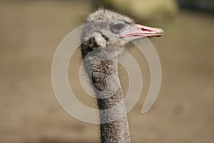 Ostrich - Camel-bird