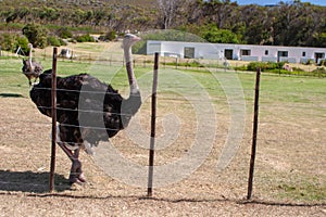 Ostrich cape town parks and reserves of south africa