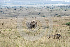 Ostrich chasing wildhog/warthog