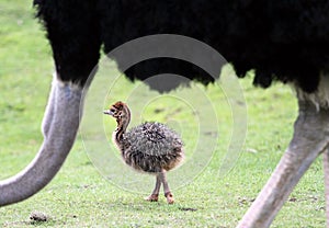 Ostrich Chick