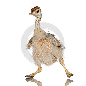 Ostrich Chick