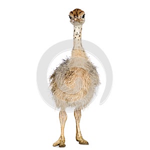 Ostrich Chick