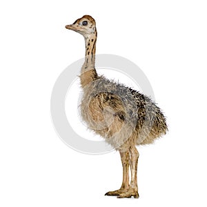 Ostrich Chick
