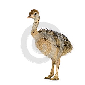 Ostrich Chick