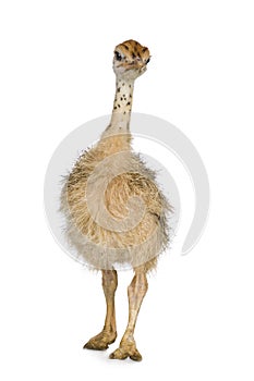 Ostrich Chick