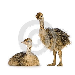 Ostrich Chick