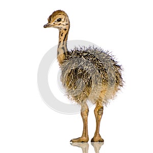 Ostrich Chick