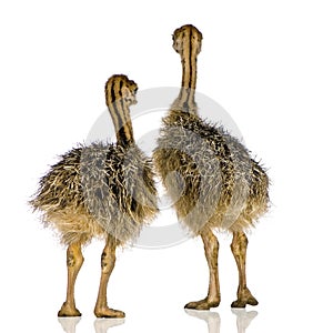 Ostrich Chick