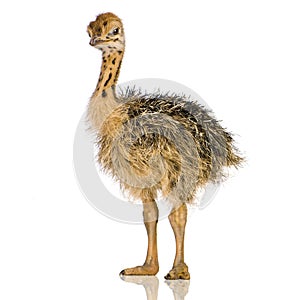 Ostrich Chick