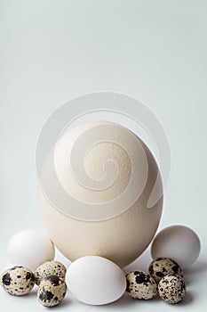 Ostrich, chicken and quail eggs on a white background. Large ostrich egg in an upright position on a blue background