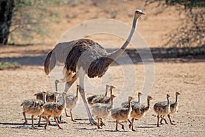 Ostrich with chicks