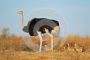 Ostrich with chicks photo