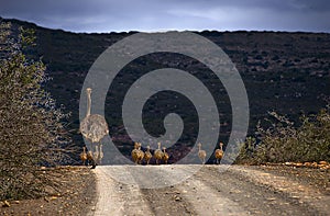 Ostrich and chicks walking