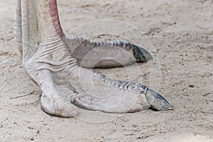 ostrich claws