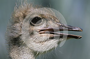 Ostrich close-up of head