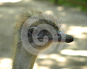 Ostrich
