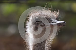 Ostrich close-up in the looks cautiously around