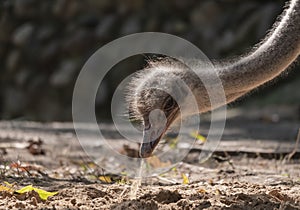 Ostrich close-up in the looks cautiously around