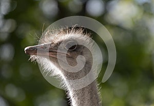 Ostrich close-up in the looks cautiously around