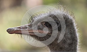 Ostrich close-up in the looks cautiously around