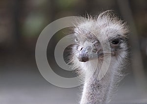 Ostrich close-up in the looks cautiously around