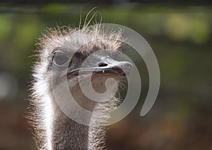 Ostrich close-up in the looks cautiously around