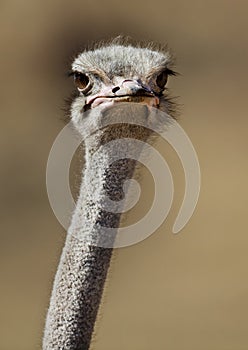 Ostrich close-up in Naukluft Mts, Namib desert