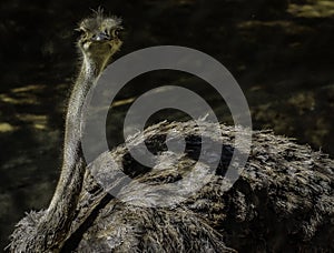 Ostrich Close Up Portrait