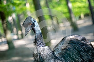 Ostrich Close up portrait, Close up ostrich head