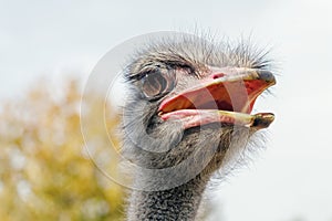 Ostrich Close up portrait, Close up ostrich head Struthio camelus