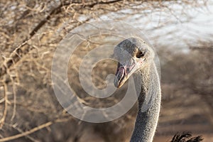 Ostrich Close up portrait, Close up ostrich head Struthio camelus