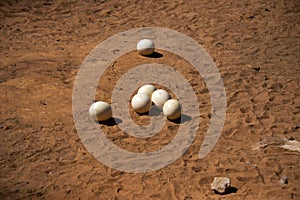 Ostrich clutch on ostrich farm