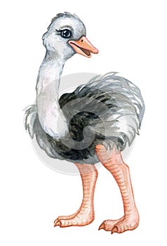 Ostrich colorful isolated on white background. Baby. Watercolor