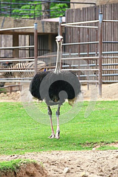 Ostrich or common ostrich